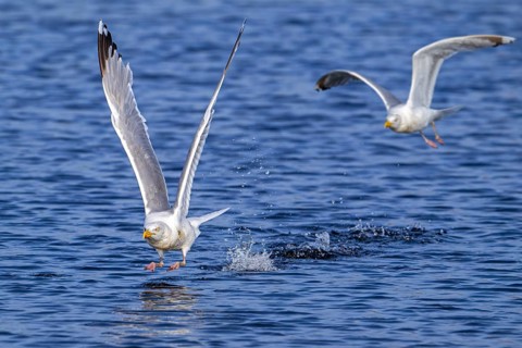 European herring gull (Larus argentatus) adult seagull taking off from sea water surface along the