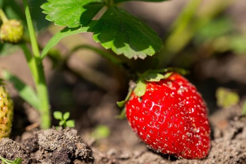 Close-up of a ripe strawberry in your own garden