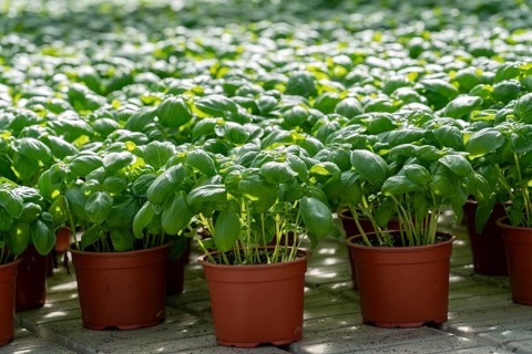 Agriculture, herb gardening, basil plants in pots, in a greenhouse