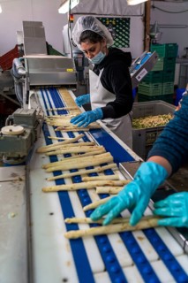 Asparagus farm, white asparagus is washed, cut and sorted by quality after harvesting, near