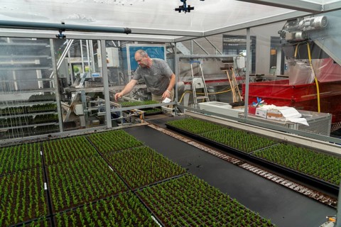 Garden nursery, cuttings, heather, broom heather, Calluna vulgaris are planted by hand in small