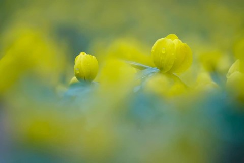 Winter aconites (Eranthis hyemalis), Germany, Europe