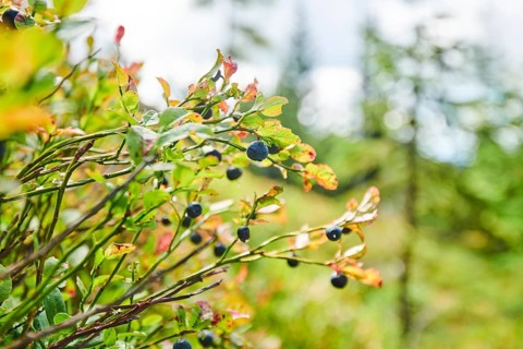 European blueberry (Vaccinium myrtillus) bushes on Mount Lusen in late summer, Bavarian Forest,