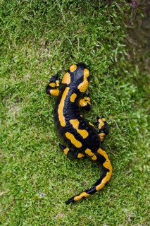 Fire salamander (Salamandra salamandra), Lower Saxony, Germany, Europe