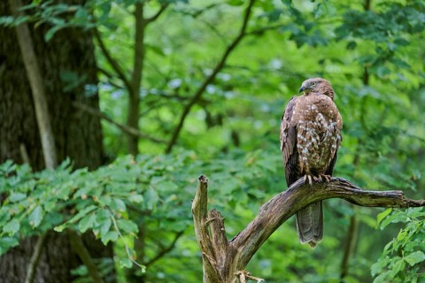 European honey buzzard (Pernis apivorus), Bavaria, Germany, Europe