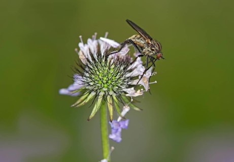 Empis tessellatav (Empis tesselata) searching for nectar on a thistle flower, Valais, Switzerland,