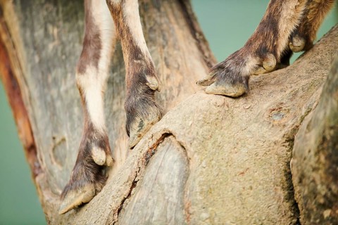 Alpine ibex (Capra ibex) feet, detail, on a tree, wildlife Park Aurach near Kitzbuehl, Austria,