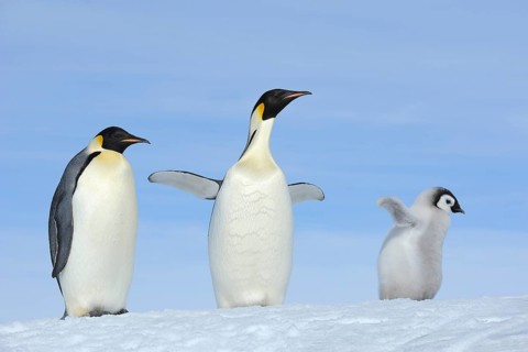 Emperor penguins (Aptenodytes forsteri), Adult and Chick, Spreading Wings, Snow Hill Island,