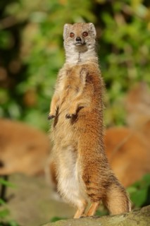 Yellow mongoose (Cynictis penicillata), captive, occurrence in Africa