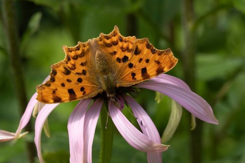 Comma butterfly (Polygonia c-album) adult insect feeding on a purple Cone flower in a garden,