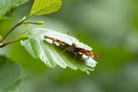 Comma butterfly (Polygonia c-album) adult insect resting on a Hazel leaf in a woodland, Suffolk,