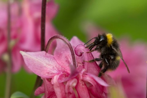 Buff tailed bumble bee (Bombus terrestris) adult insect feeding on a garden Aquilegia flower in the