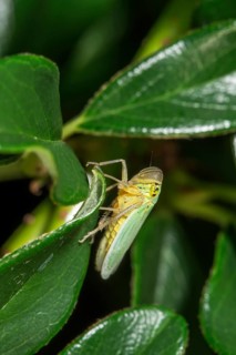 A green cicada (Cicadella viridis) sits on a leaf of the cotoneaster (Cotoneaster) with shiny