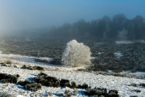 Aubrac plateau, snowy tree, Lozere department, Occitanie, France, Europe