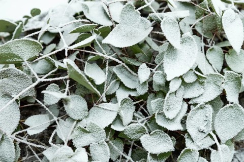 Barrenwort leaves covered with hoarfrost. Abstract floral background, garden and winter concept.
