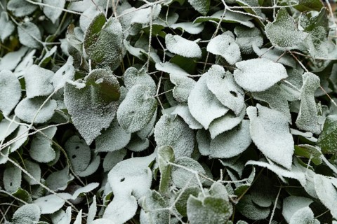 Barrenwort leaves covered with hoarfrost. Abstract floral background, garden and winter concept.
