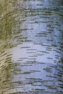 Texture of white birch tree bark with stripes