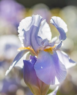 Colorful purple irises in a botanical garden