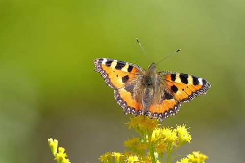 Small tortoiseshell (Aglais urticae), on a goldenrod (Solidago) flower, Wilden, North