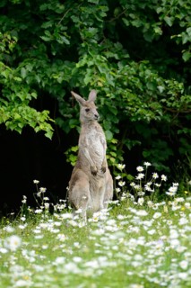 Close-up of western grey kangaroo (Macropus fuliginosus) in a flowermeadow in spring