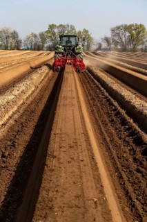 A farmer builds asparagus ridges on a field with the help of an asparagus tiller, in which the