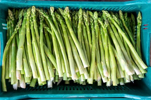 Asparagus farm, green asparagus is washed, cut and sorted by quality after harvesting, near