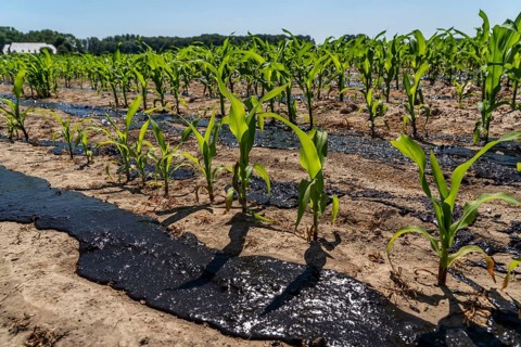 A maize field, with young plants, is fertilised with liquid manure, near Geldern, North