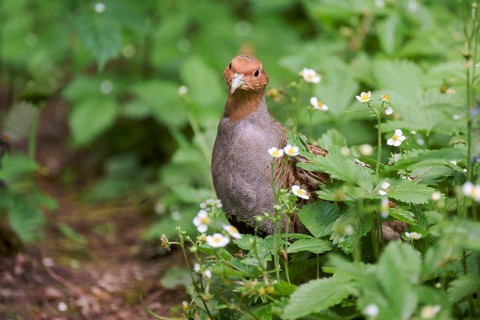 Gray partridge (Perdix perdix), Bavaria, Germany, Europe
