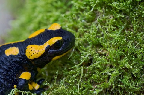 Fire salamander (Salamandra salamandra), Lower Saxony, Germany, Europe