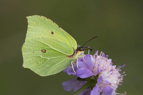Brimstone butterfly (Gonepteryx rhamni) adult male insect feeding on a Field scabious flower in the