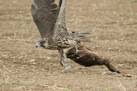 Gerfalcon (Falco rusticolus) young mallard with mallard duck (Anas platyrhynchos) Allgäu, Bavaria,