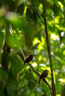White-tailed Puffbird (Malacoptila panamensis) two birds sitting on a branch, tropical rainforest,