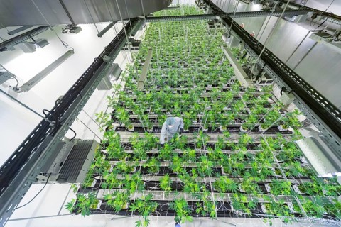 DEU/Saxony/Ebersbach The Saxon cannabis producer Demecan is now the first German company to be