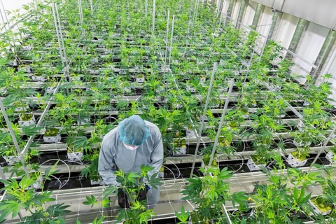 DEU/Saxony/Ebersbach The Saxon cannabis producer Demecan is now the first German company to be