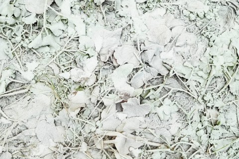Leaves and grass covered with hoarfrost. Abstract floral background, garden and winter concept.