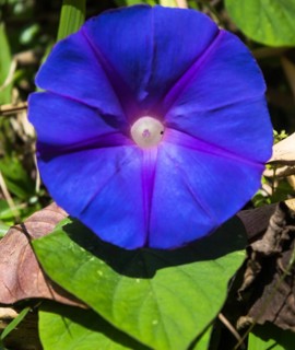 Beautiful morning glory flower with blue petals
