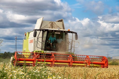 Grain harvest in the Rhein-Pfalz district near Mutterstadt