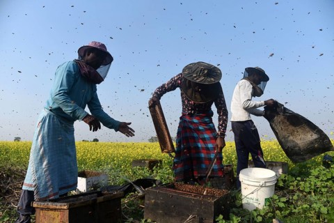 Bee keepers working in a bee farm near a musturd field in a village in Barpeta district of Assam in