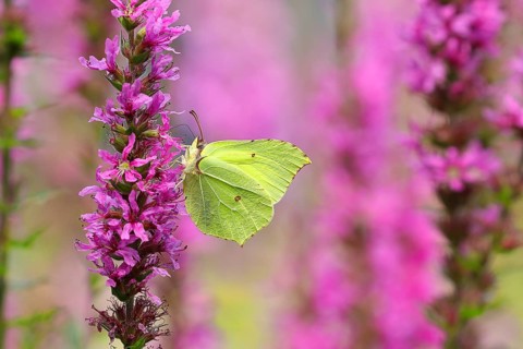 Brimstone (Gonepteryx rhamni) feeding on a flower of purple loosestrife (Lythrum salicaria),
