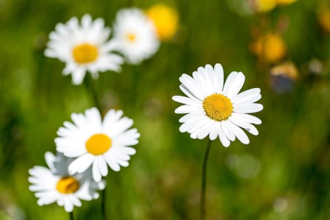 Flowering marguerites (Leucanthemum) and grasses in a wild, natural flower meadow, Germany, Europe
