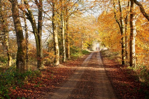 Orange brown beech tree autumn leaves Savernake Forest, Wiltshire, England, UK