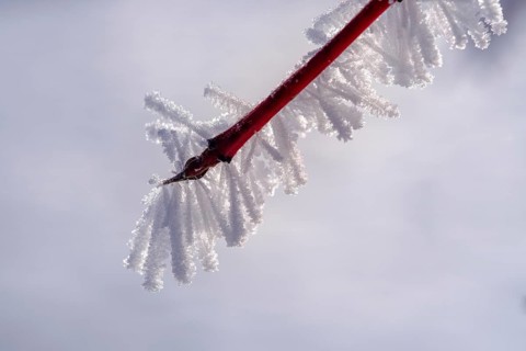 Hoarfrost on a branch, Tölzer Land, Upper Bavaria, Bavaria, Germany, Europe