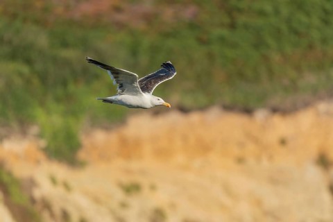 Great black-backed gull (Larus marinus) gliding along the cliffs of the Atlantic Ocean. Camaret,