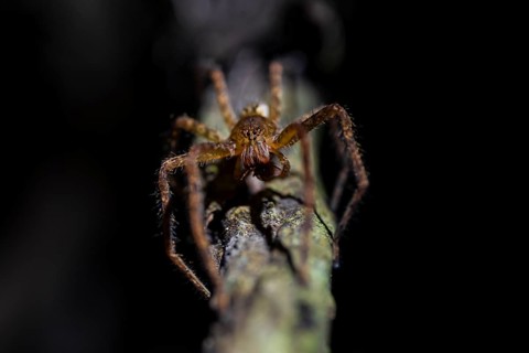 Comb spider (Cupiennius) sitting on a branch at night in the tropical rainforest, Refugio Nacional