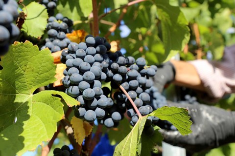Grape grape harvest: Hand-picking Pinot Noir grapes in the Palatinate