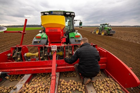 Early potatoes are laid in the soil of the field with a planting machine, tractor with roundabout