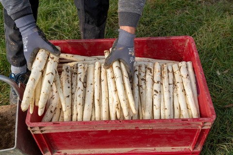 Asparagus harvest in the Rhineland, asparagus pickers at work in an asparagus field covered with