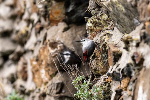 Wallcreeper (Tichodroma muraria) foraging on a wall, wildlife, Germany, Europe
