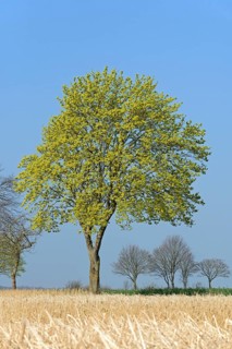Deciduous tree, maple (Acer) blossoms in early spring, North Rhine-Westphalia, Germany, Europe