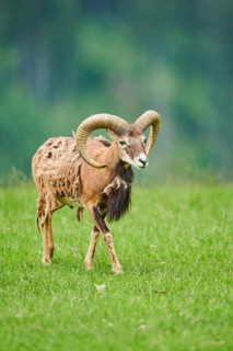 European mouflon (Ovis aries musimon) ram standing on a meadow, tirol, Kitzbühel, Wildpark Aurach,
